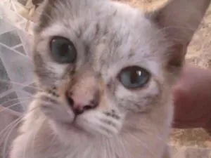 Gato raça Rabo bandeira idade 7 a 11 meses nome Pandinha