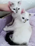Anny e Yuli