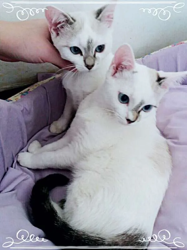 Gato ra a SRD idade 2 a 6 meses nome Anny e Yuli