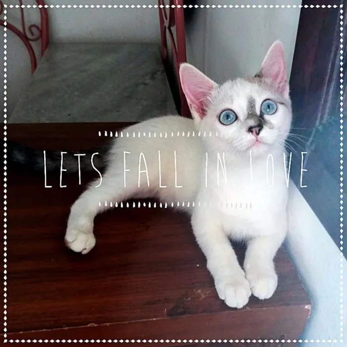 Gato ra a SRD idade 2 a 6 meses nome Anny e Yuli