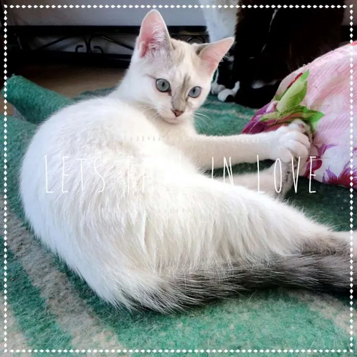 Gato ra a SRD idade 2 a 6 meses nome Anny e Yuli