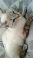 Chicrinha