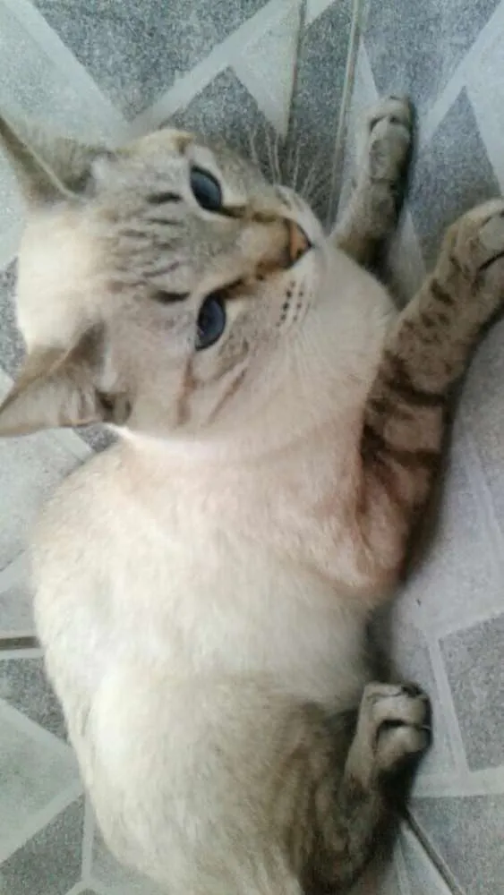 Gato ra a Cinza claro idade 1 ano nome Chicrinha