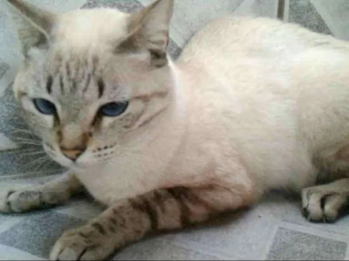 Gato ra a Cinza claro idade 1 ano nome Chicrinha