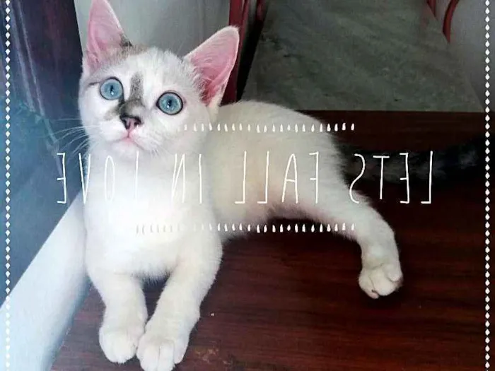 Gato ra a SRD idade 2 a 6 meses nome Anny e Yuli