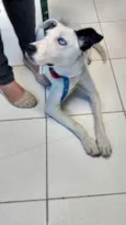 Dalila