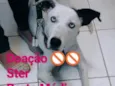 Dalila