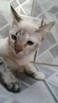 Docinho