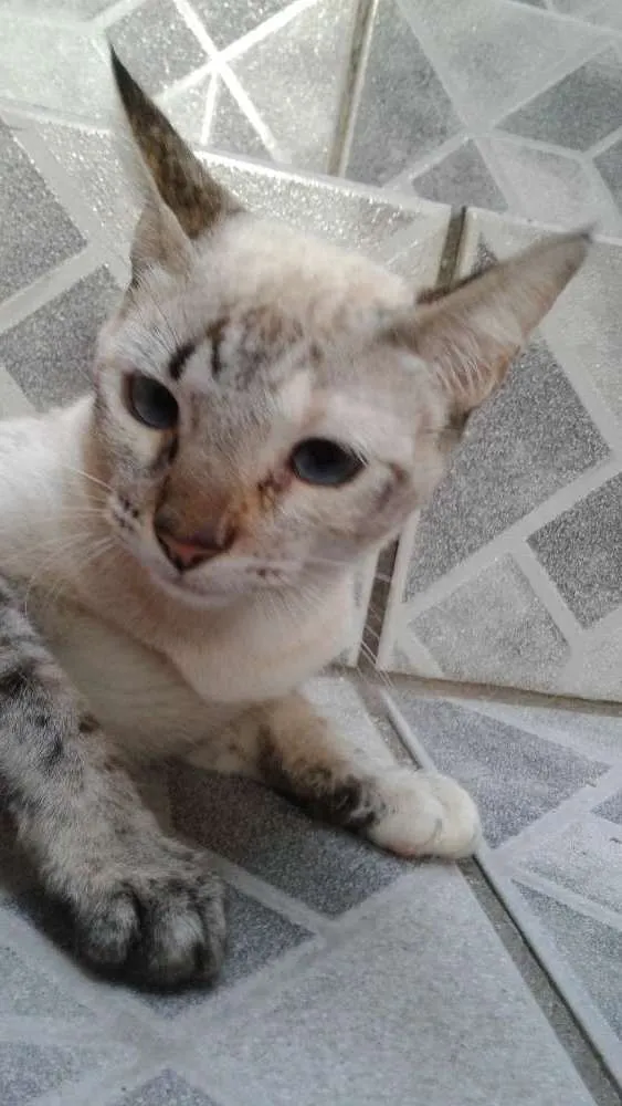 Gato ra a Cinza claro  idade 7 a 11 meses nome Docinho
