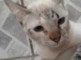 Docinho