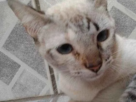 Gato ra a Cinza claro  idade 7 a 11 meses nome Docinho