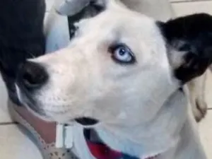 Cachorro raça Sem raça definida idade 7 a 11 meses nome Dalila
