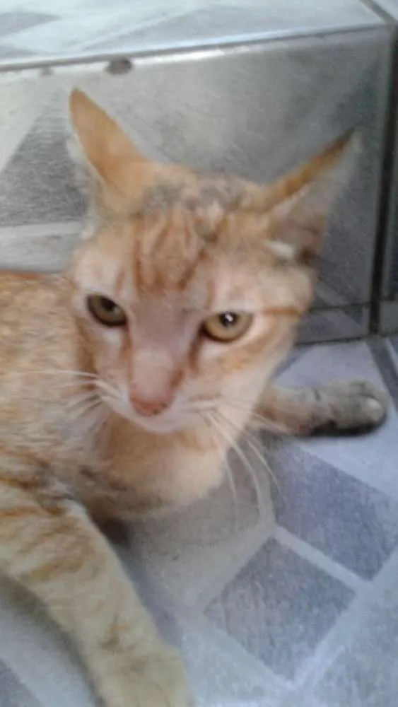 Gato ra a Laranja idade 2 anos nome Rachadinha