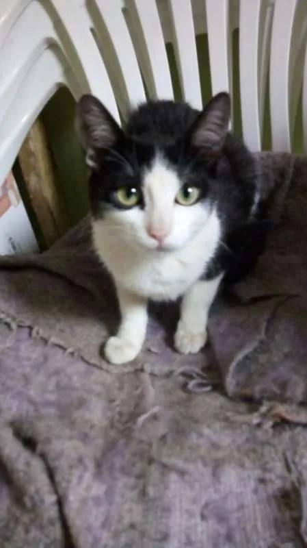 Gato ra a  idade 2 a 6 meses nome Sem nome