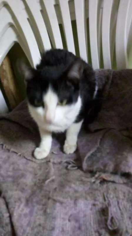 Gato ra a  idade 2 a 6 meses nome Sem nome