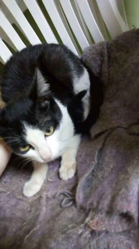 Gato ra a  idade 2 a 6 meses nome Sem nome
