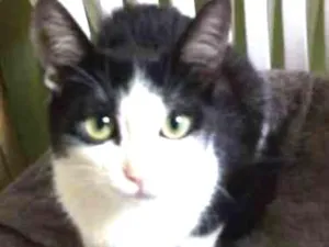 Gato raça  idade 2 a 6 meses nome Sem nome