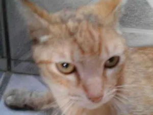 Gato raça Laranja idade 2 anos nome Rachadinha