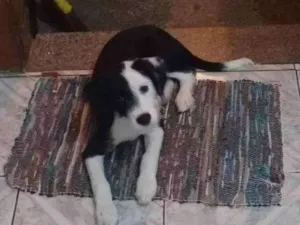 Cachorro raça Mestiço idade 2 a 6 meses nome Logan