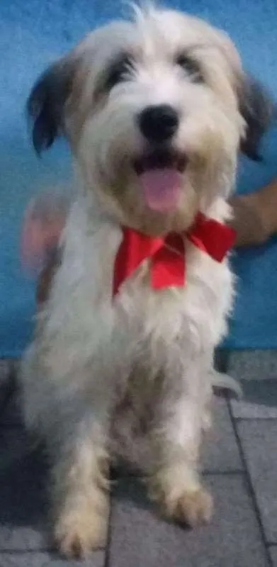 Cachorro ra a  idade 7 a 11 meses nome Veio