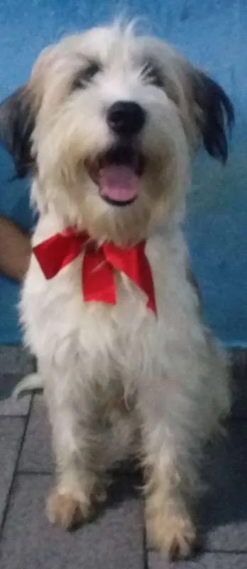 Cachorro ra a  idade 7 a 11 meses nome Veio