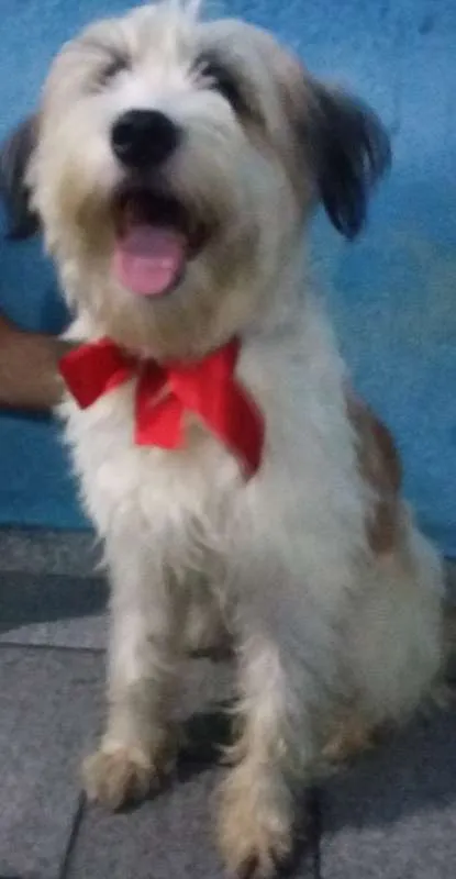 Cachorro ra a  idade 7 a 11 meses nome Veio