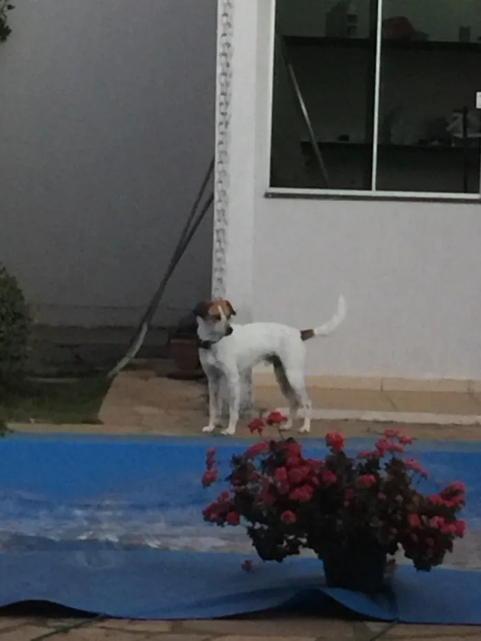 Cachorro ra a SRD idade 1 ano nome Scoby