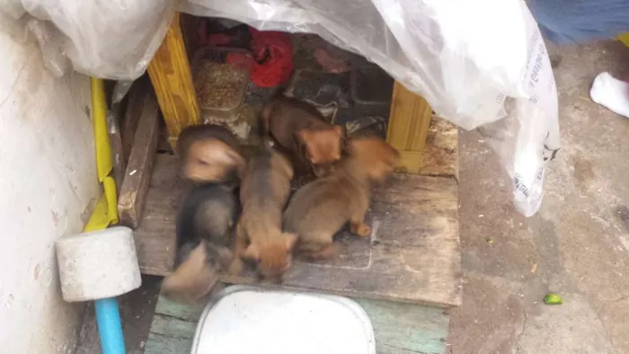 Cachorro ra a viralata idade 2 a 6 meses nome sem nome