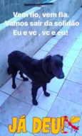 Fofão