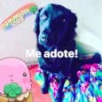 Fofão