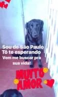 Fofão