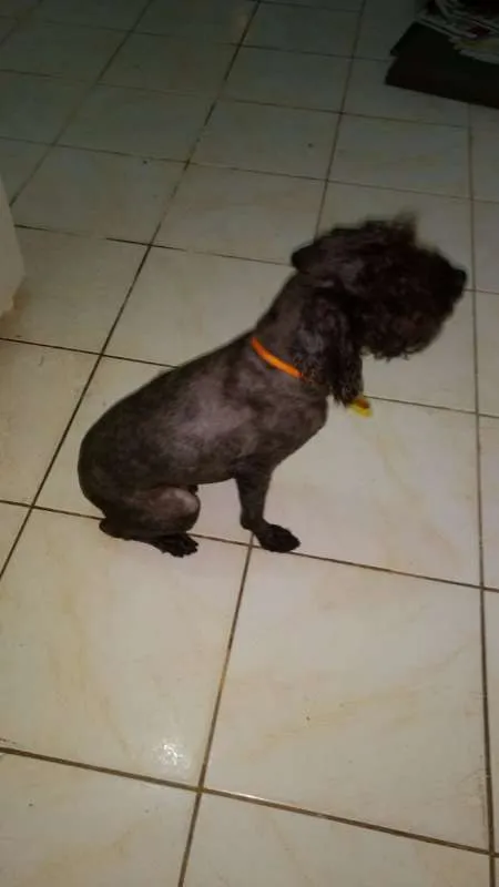 Cachorro raça Poodle idade 2 anos nome Bob Nelson