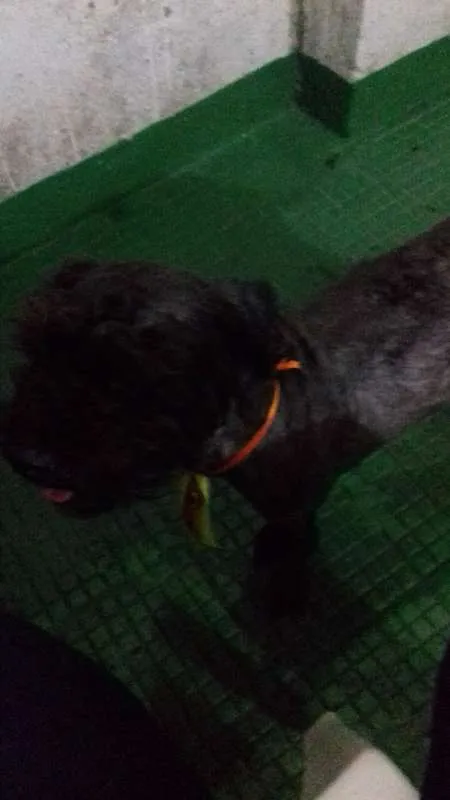 Cachorro raça Poodle idade 2 anos nome Bob Nelson