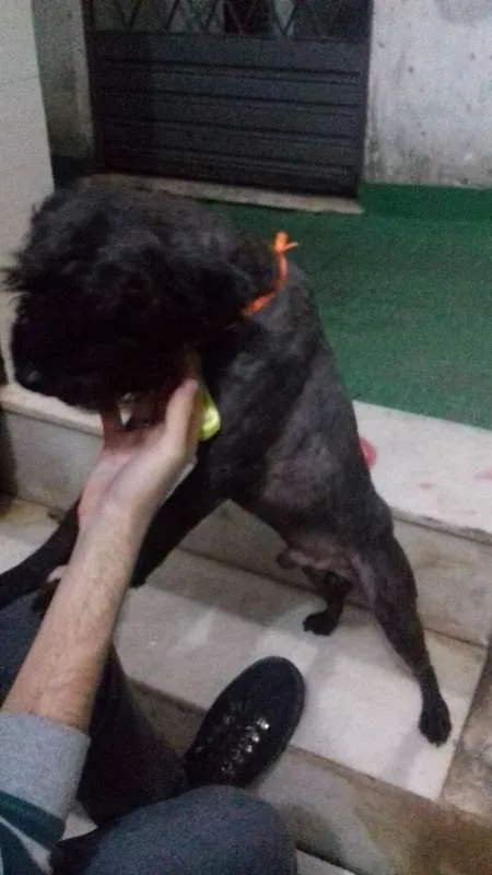 Cachorro raça Poodle idade 2 anos nome Bob Nelson