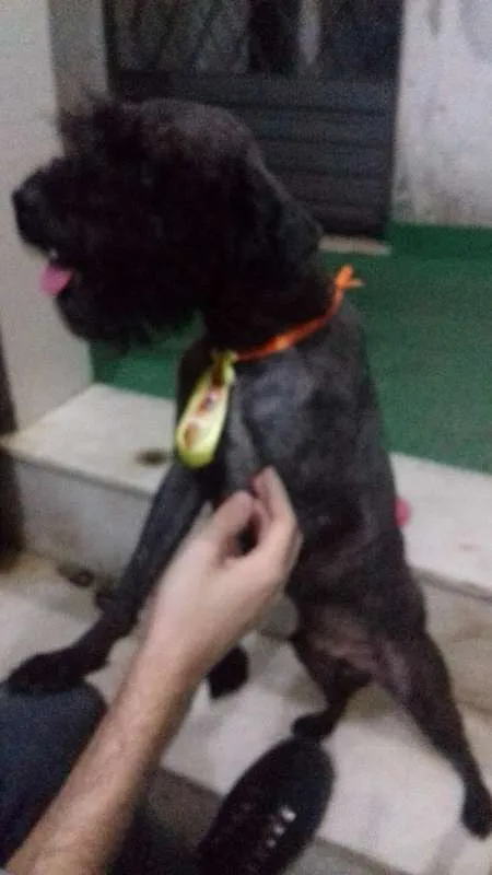 Cachorro raça Poodle idade 2 anos nome Bob Nelson