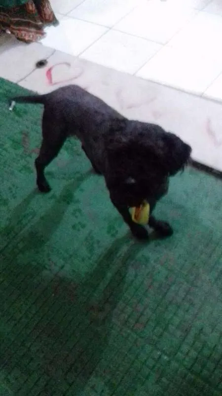 Cachorro raça Poodle idade 2 anos nome Bob Nelson