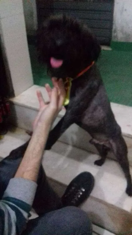 Cachorro raça Poodle idade 2 anos nome Bob Nelson