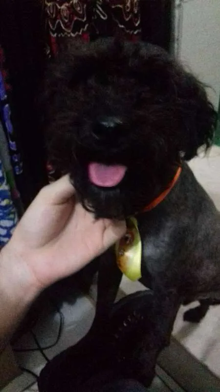 Cachorro raça Poodle idade 2 anos nome Bob Nelson