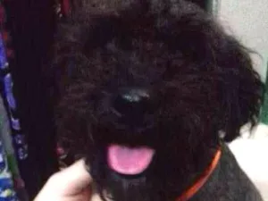 Cachorro raça Poodle idade 2 anos nome Bob Nelson