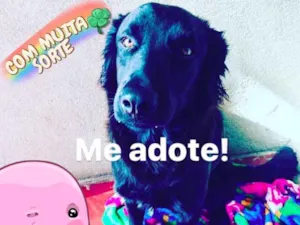 Cachorro raça Labrador misturado  idade 7 a 11 meses nome Fofão