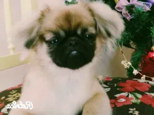 Cachorro raça Pequinês idade 2 anos nome Luna
