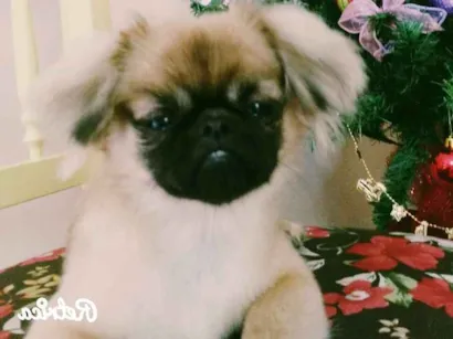 Cachorro raça Pequinês idade 2 anos nome Luna