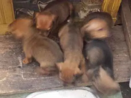 Cachorro ra a viralata idade 2 a 6 meses nome sem nome