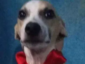 Cachorro raça  idade 2 a 6 meses nome Coragem