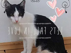 Gato raça srd idade 1 ano nome File