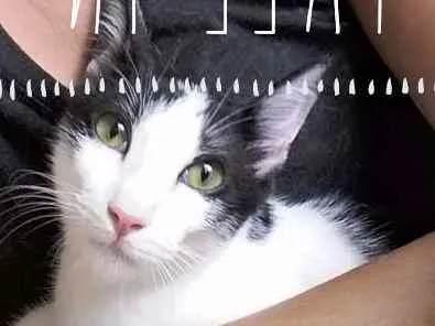 Gato ra a srd idade 1 ano nome File