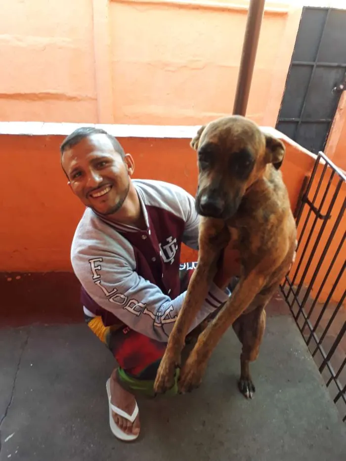 Cachorro ra a Fila idade 1 ano nome Mel