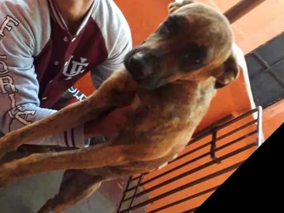 Cachorro ra a Fila idade 1 ano nome Mel