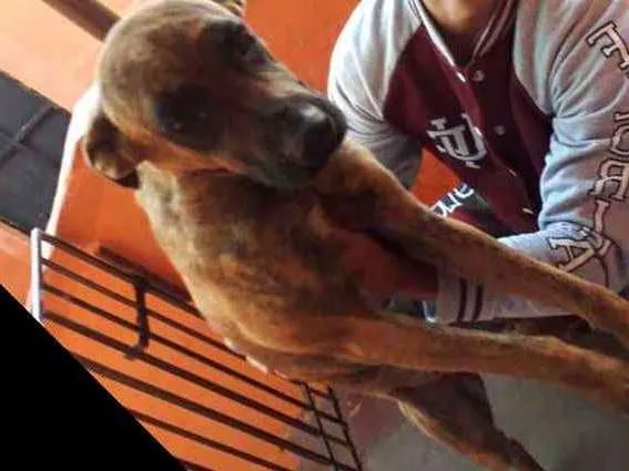 Cachorro ra a Fila idade 1 ano nome Mel