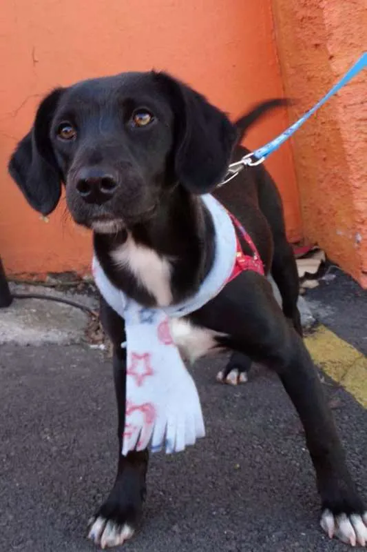 Cachorro ra a srd idade 7 a 11 meses nome Negresco